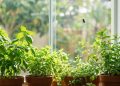 Com essas 5 plantas aromáticas, sua cozinha fica livre de insetos sem usar veneno