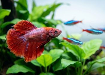 Se você quer companhia para o seu peixe Betta, evite brigas escolhendo estas espécies