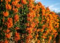 A planta pouco conhecida ideal para iniciantes e que floresce o ano todo sem dar trabalho