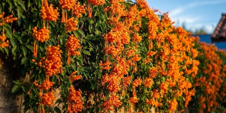A bignônia é uma opção muito indicada para quem está começando na jardinagem porque entrega exatamente o que iniciantes procuram: crescimento rápido e pouca complicação no dia a dia