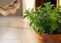 Essa planta que decora, perfuma a casa e espanta os insetos do seu jardim para sempre