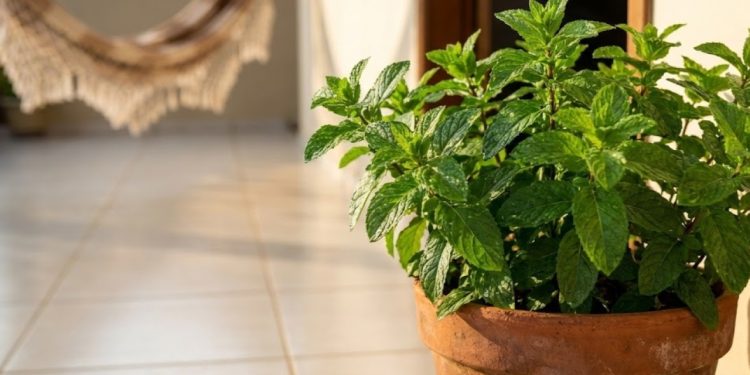 Quem mantém um hortelã-pimenta no jardim percebe rápido como a planta transforma o espaço