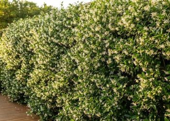 A trepadeira perfumada que cresce rápido e fecha qualquer parede em questão de meses