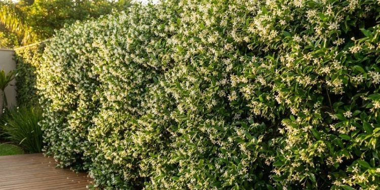O jasmim-estrela trepadeira é uma das opções mais indicadas para quem busca perfume suave, visual elegante e resultado em pouco tempo