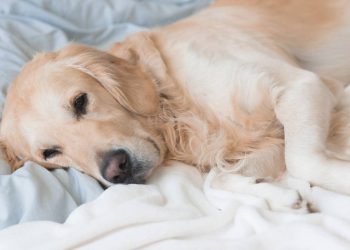 Seu pet late demais, ignora brinquedos ou dorme o dia inteiro? Talvez não seja só “manha”
