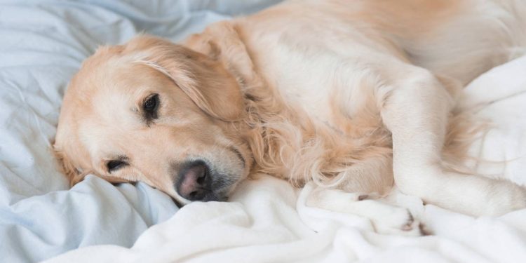 Seu pet late demais, ignora brinquedos ou dorme o dia inteiro? Talvez não seja só “manha”
