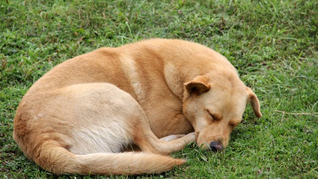 Seu pet late demais, ignora brinquedos ou dorme o dia inteiro? Talvez não seja só “manha”