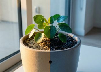 A verdade sobre molhar plantas à noite e como fazer isso sem apodrecer as raízes