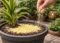 Polvilhar polenta nos vasos do jardim: por que é recomendado e quais os benefícios?