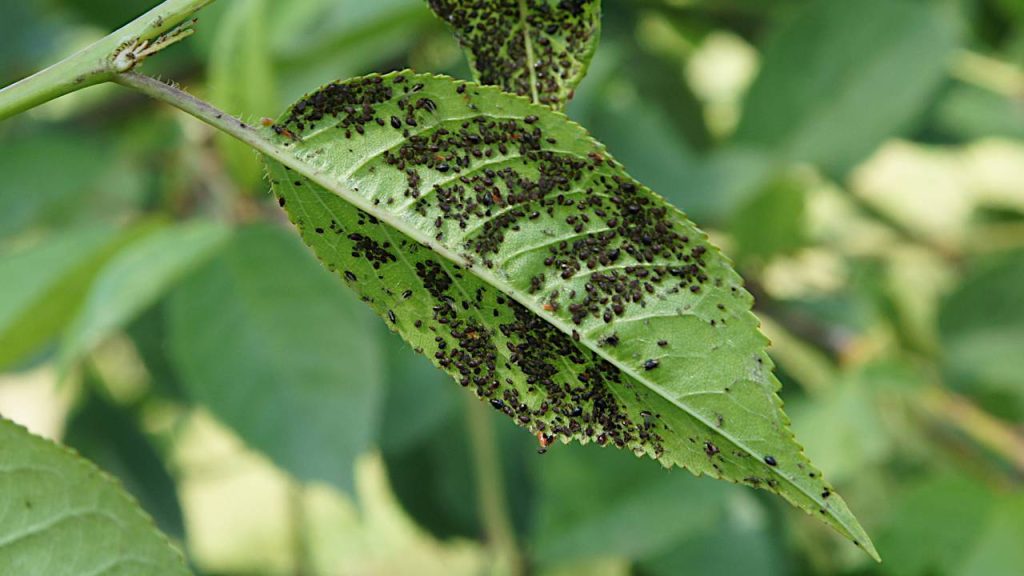 Como identificar e eliminar pragas nas plantas antes que se espalhem