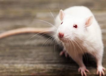 Cheiro que rato não gosta realmente funciona? Veja quais ervas e aromas afastam roedores sem veneno