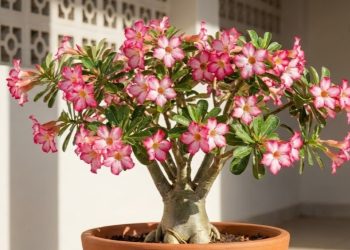 Apenas uma colher desse ingrediente que todo mundo tem em casa faz as suas plantas explodirem de flores o mês todo