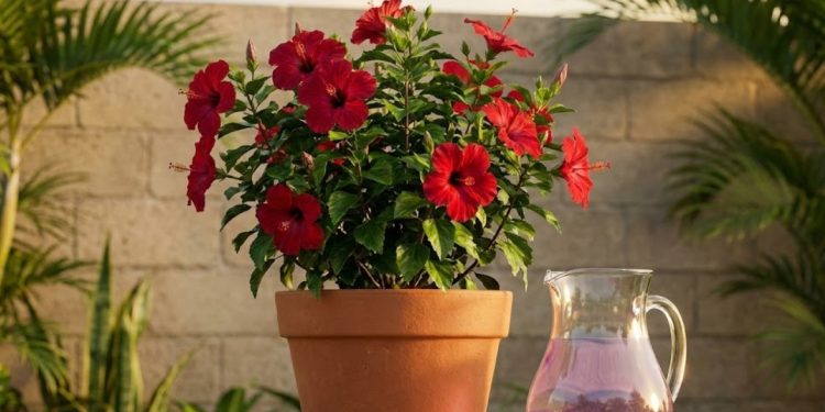Quando o jardim empaca e as plantas não abrem mais botões, um simples copo de adubo de cebola para plantas pode virar o impulso que faltava