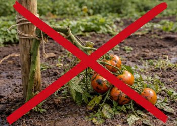 Adeus as estacas na horta: o sistema horizontal que organiza sua horta e facilita o cultivo de tomates