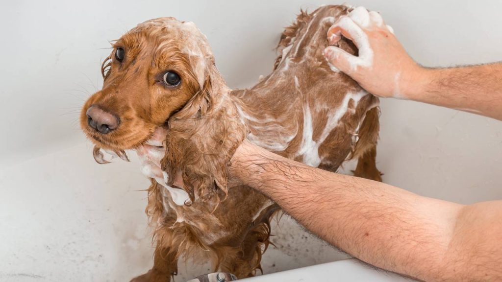 Dar banho toda semana faz mal? Entenda a frequência ideal para seu pet