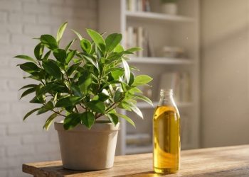 Aprenda a fazer uma calda de óleo de cozinha para matar pragas do jardim sem prejudicar as plantas