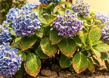 Essas 4 plantas não podem ser plantadas no verão se você quer um jardim saudável toda a estação
