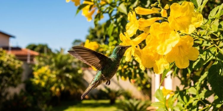 As árvores que dão flores e atraem pássaros resolvem esse desafio oferecendo cor, sombra leve e movimento natural no espaço
