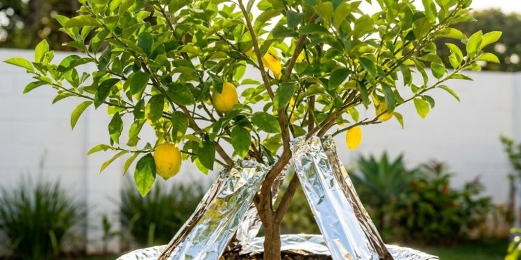 O cultivo de um limoeiro saudável exige proteção inteligente contra o calor excessivo e os insetos destruidores