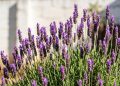 Essa planta, que adora crescer em grupos, é fácil de cuidar e deixa um aroma delicioso por todo o jardim