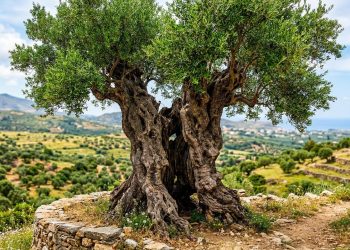 A oliveira mais antiga do mundo: 4000 anos e ainda produzindo azeitonas