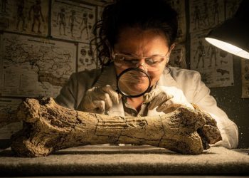 Descoberta óssea especial na Bulgária: Graecopithecus conseguia andar ereto