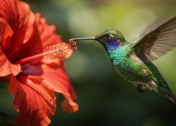 A ave que bate as asas 80 vezes por segundo e carrega séculos de simbolismo: o que significa ver um beija-flor no jardim?