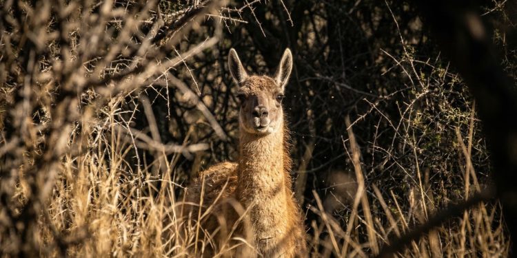 Reintrodução do guanaco na Argentina restaura o equilíbrio ecológico de décadas passadas