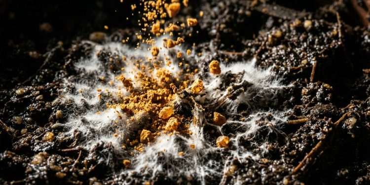 Canela em pó elimina mofo branco da terra de forma natural