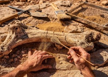 Os dinossauros existiram mesmo? Ciência mostra provas espalhadas pelo planeta