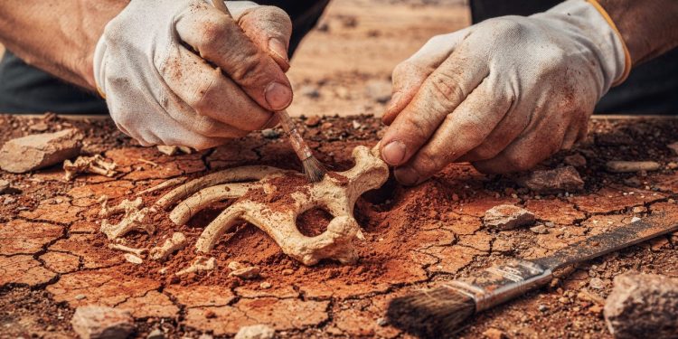 Dinossauro minúsculo descoberto na Patagônia revela novas pistas sobre a evolução animal