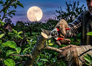 Segundo o calendário lunar, estes são os melhores dias de março para podar as árvores do seu quintal