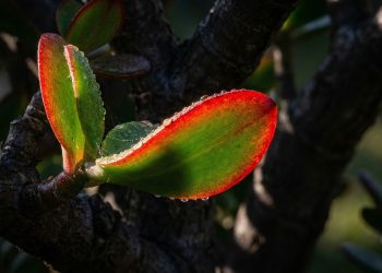 A planta-jade pode trocar o verde pelas folhas vermelhas no calor com estes passos simples