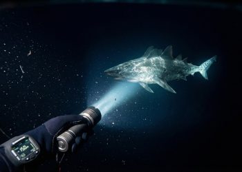 O maior tubarão do planeta aparece ao longo das costas e impressiona os biólogos