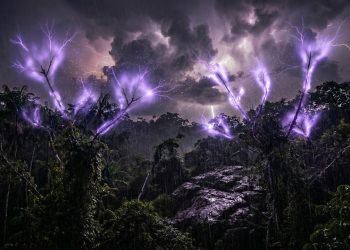 Luz fantasmagórica proveniente das árvores, observada pela primeira vez durante uma tempestade