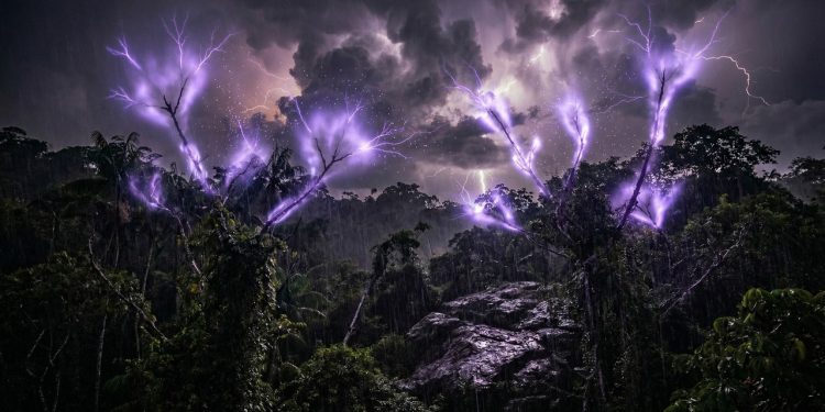 Luz fantasmagórica proveniente das árvores, observada pela primeira vez durante uma tempestade