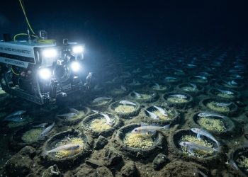Robô subaquático faz descobertas surpreendentes durante busca por navio naufragado na Antártida.