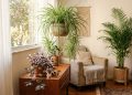 As 3 plantas de interior que decoram, são fáceis de cuidar e crescem rapidamente.