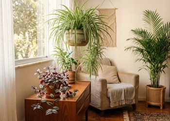 As 3 plantas de interior que decoram, são fáceis de cuidar e crescem rapidamente.