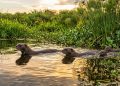 Diga adeus ao calor: o truque alemão para refrescar o quarto com apenas uma garrafa PET
