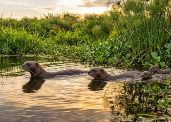 Diga adeus ao calor: o truque alemão para refrescar o quarto com apenas uma garrafa PET
