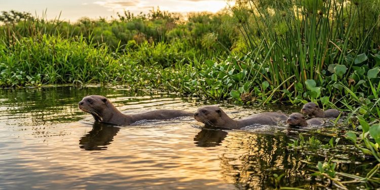 Lontra-gigante é reintroduzida na Argentina após décadas de extinção local