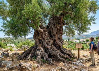 Numa aldeia tranquila em Creta, uma oliveira com idade entre 2.000 e 4.000 anos continua a produzir novas folhas e azeitonas.