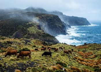 Vacas esquecidas em uma ilha sobreviveram sozinhas por 130 anos — sua história fascina os cientistas.