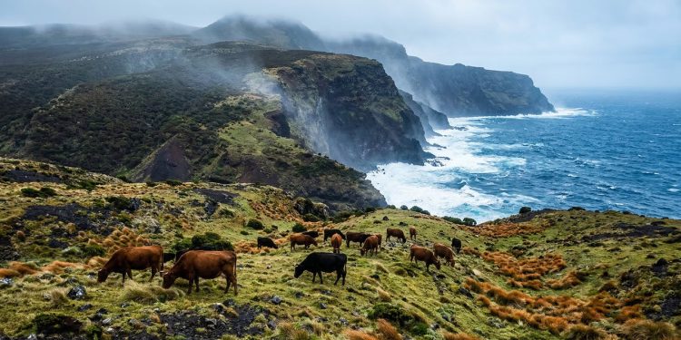 Vacas esquecidas em uma ilha sobreviveram sozinhas por 130 anos — sua história fascina os cientistas.