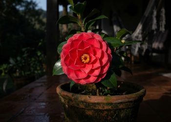 A árvore que pode ser cultivada em vaso e cativa jardineiros com suas flores coloridas
