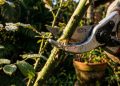 Março é a última chance de podar estas plantas antes do outono, e algumas devem ser deixadas para o inverno