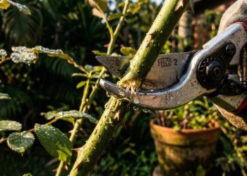 Março é a última chance de podar estas plantas antes do outono, e algumas devem ser deixadas para o inverno