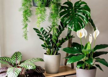 Nem Pothos, nem espada-de-são-jorge: estas são as melhores plantas para espaços de pouca luz