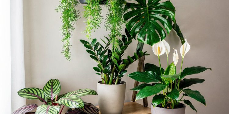 Espécies de florestas tropicais crescem bem em locais com luz indireta